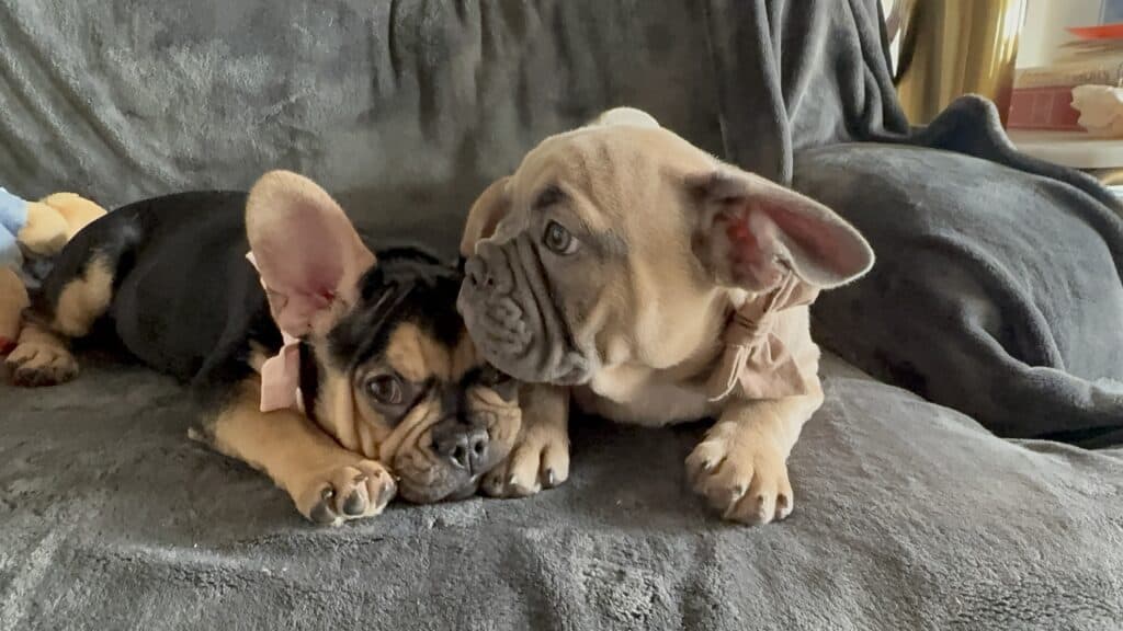 Sara | Black & Tan French Bulldog Female | Available Now