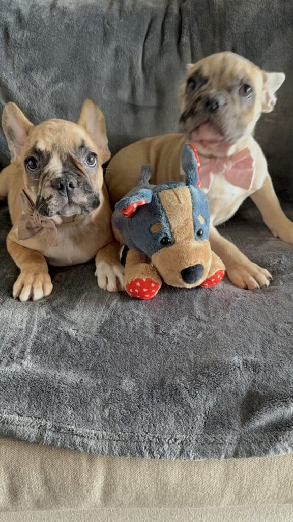 Vinny | Fawn Merle French Bulldog Male | Available Now