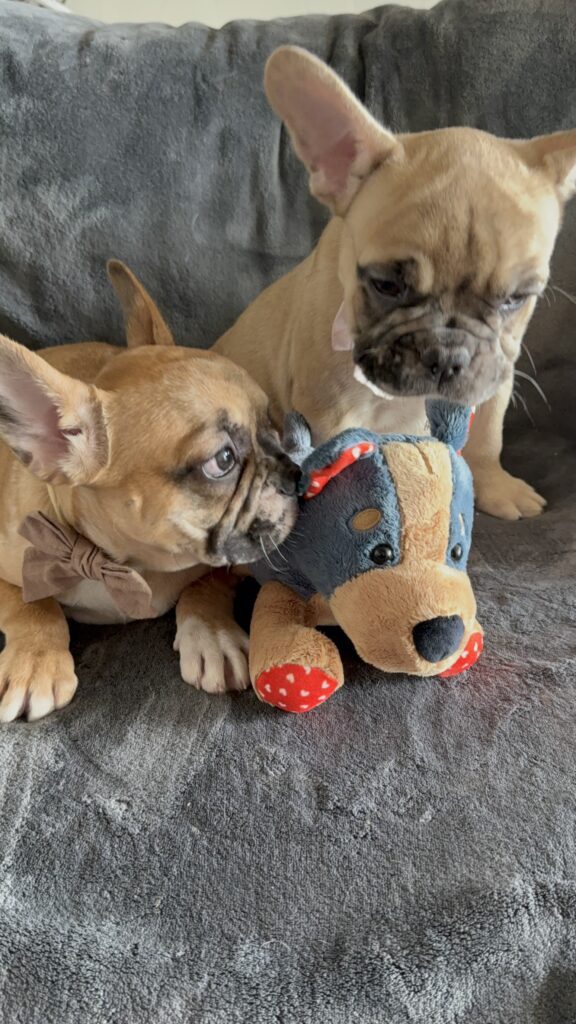 Vinny | Fawn Merle French Bulldog Male | Available Now