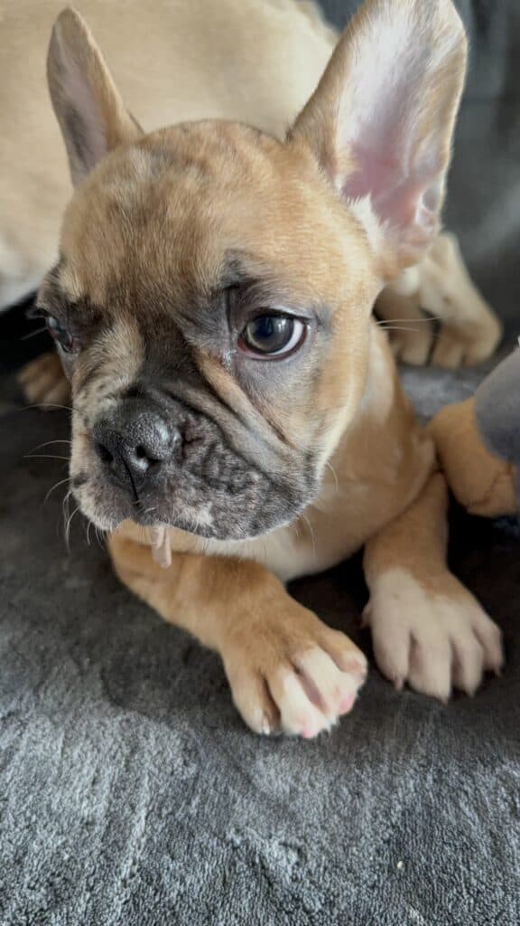 Vinny | Fawn Merle French Bulldog Male | Available Now