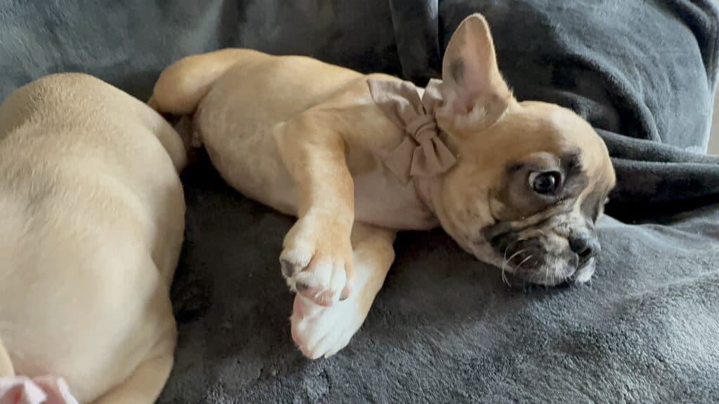 Vinny | Fawn Merle French Bulldog Male | Available Now