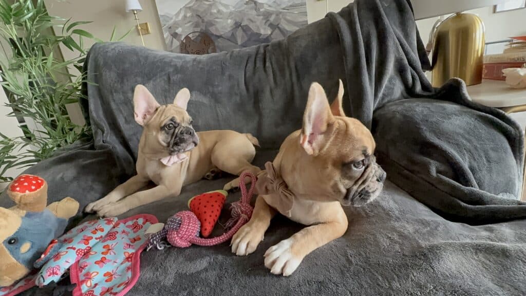 Vinny | Fawn Merle French Bulldog Male | Available Now