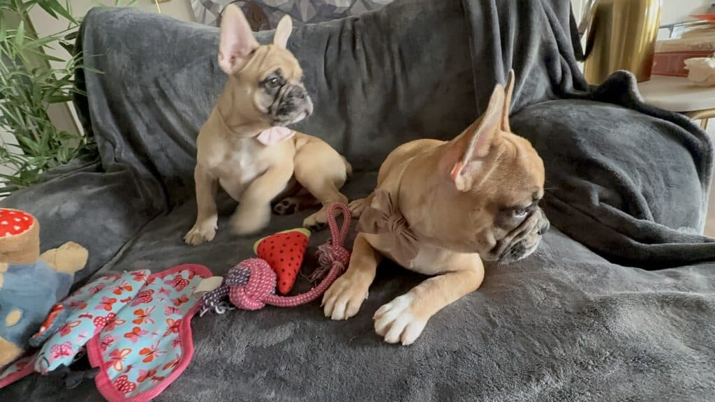 Vesper | Fawn Merle French Bulldog Male | Available Now