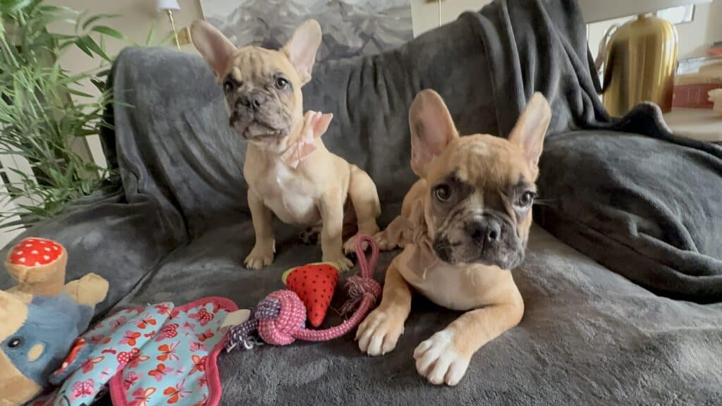 Vesper | Fawn Merle French Bulldog Male | Available Now