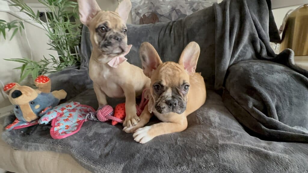 Vesper | Fawn Merle French Bulldog Male | Available Now