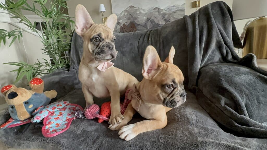 Vinny | Fawn Merle French Bulldog Male | Available Now