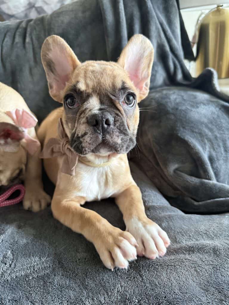 Vinny | Fawn Merle French Bulldog Male | Available Now