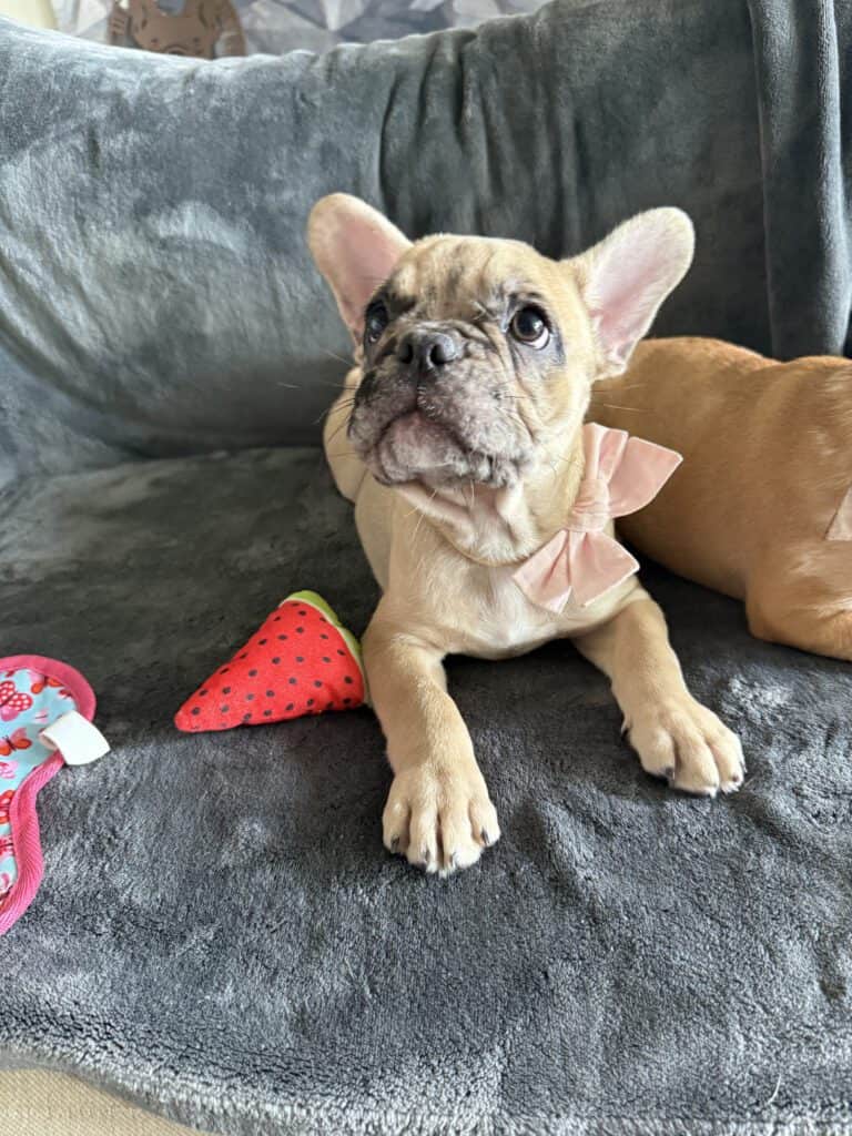 Vesper | Fawn Merle French Bulldog Male | Available Now
