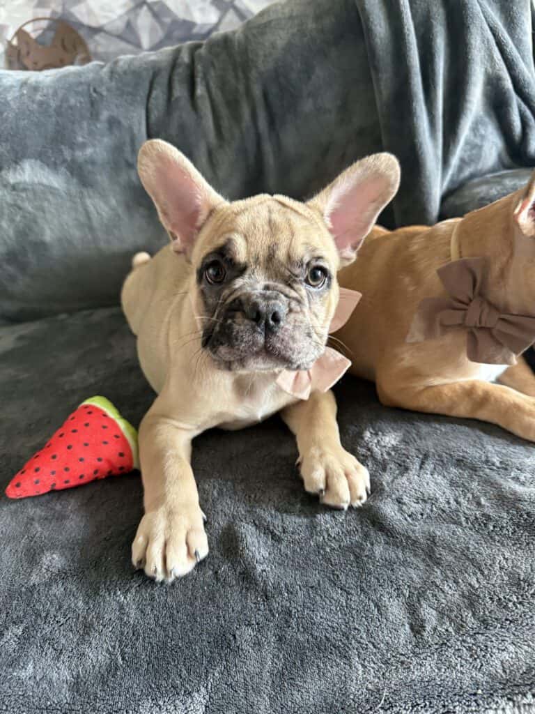 Vesper | Fawn Merle French Bulldog Male | Available Now