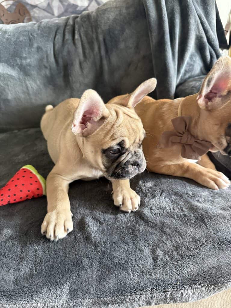 Vesper | Fawn Merle French Bulldog Male | Available Now