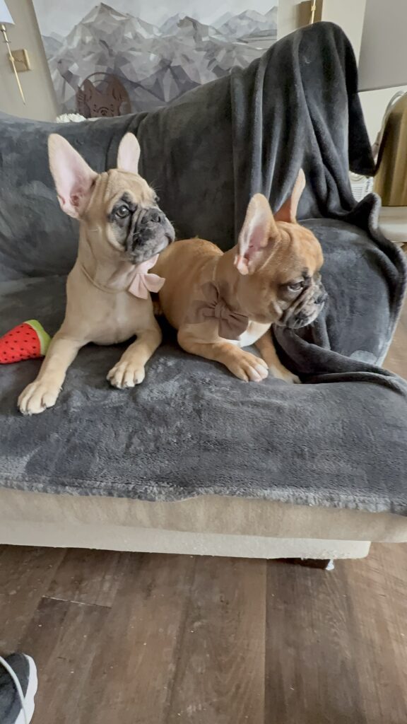 Vesper | Fawn Merle French Bulldog Male | Available Now