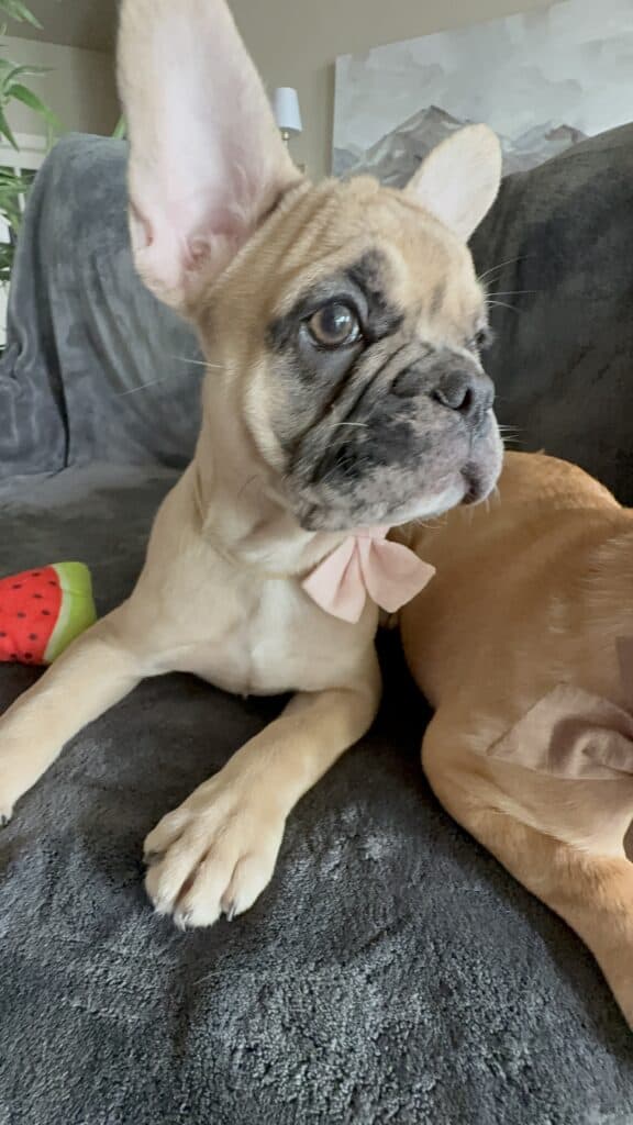 Vesper | Fawn Merle French Bulldog Male | Available Now