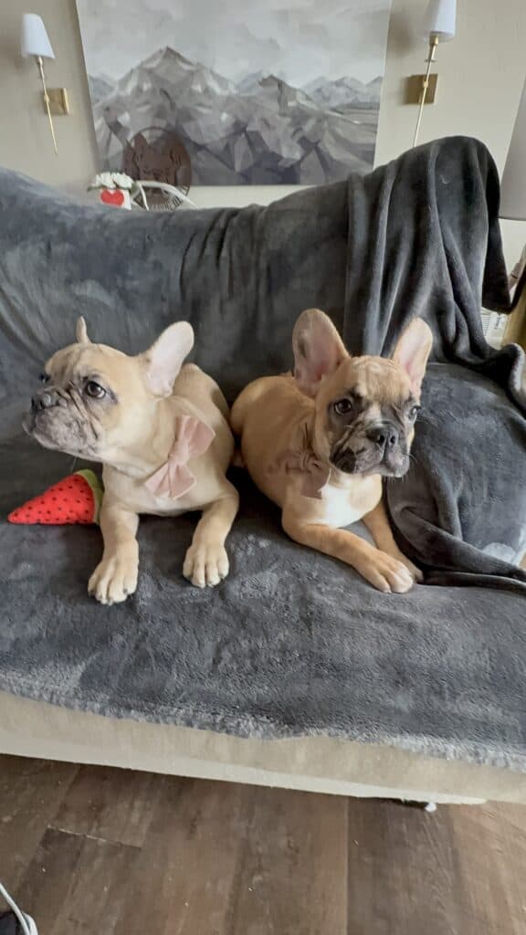 Vinny | Fawn Merle French Bulldog Male | Available Now