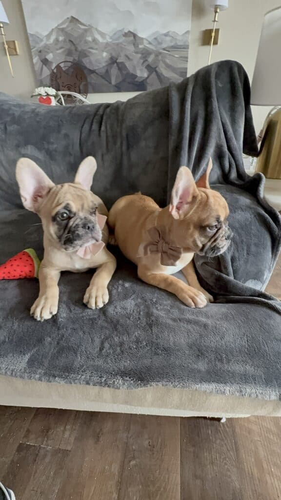 Vesper | Fawn Merle French Bulldog Male | Available Now