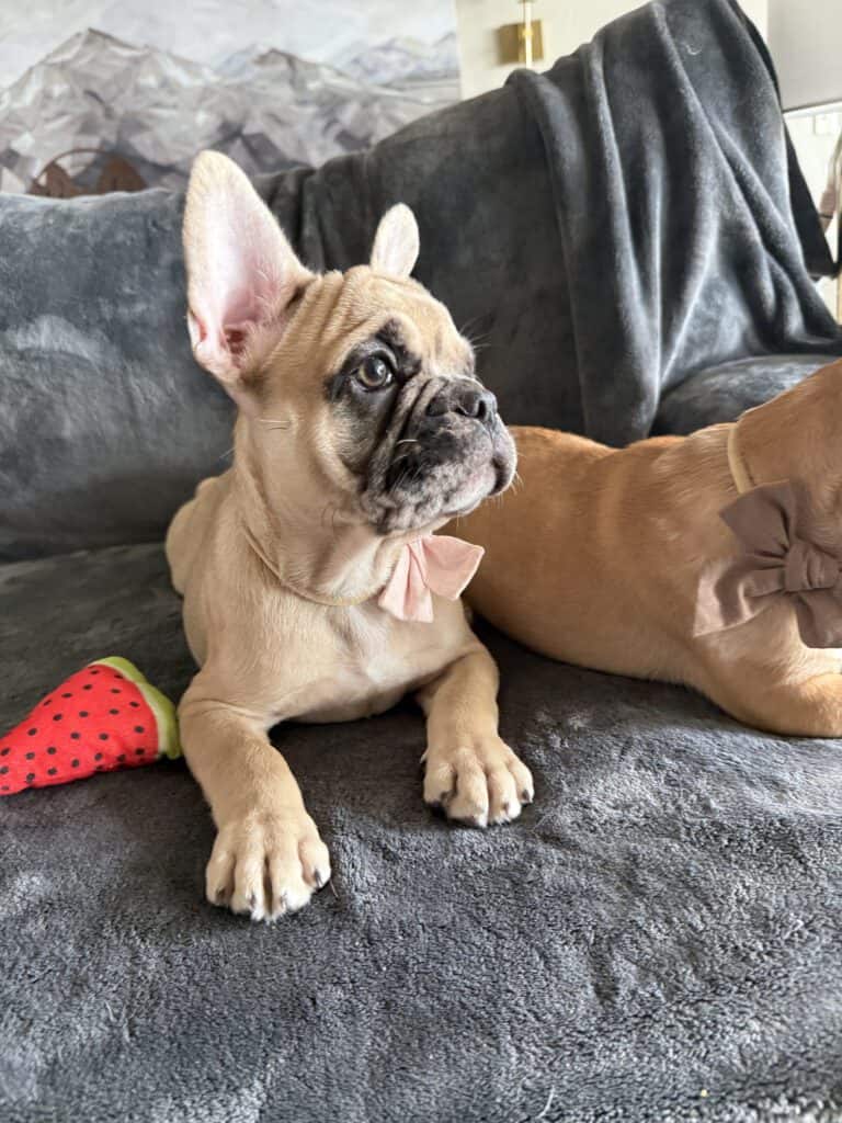 Vesper | Fawn Merle French Bulldog Male | Available Now