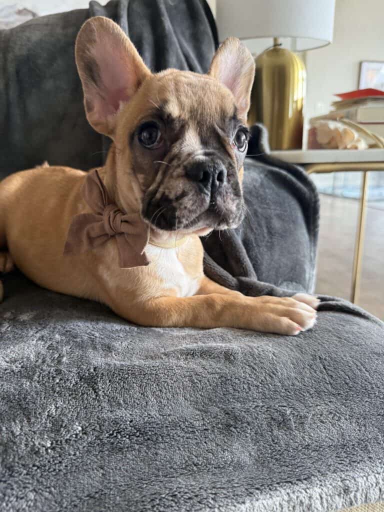 Vinny | Fawn Merle French Bulldog Male | Available Now