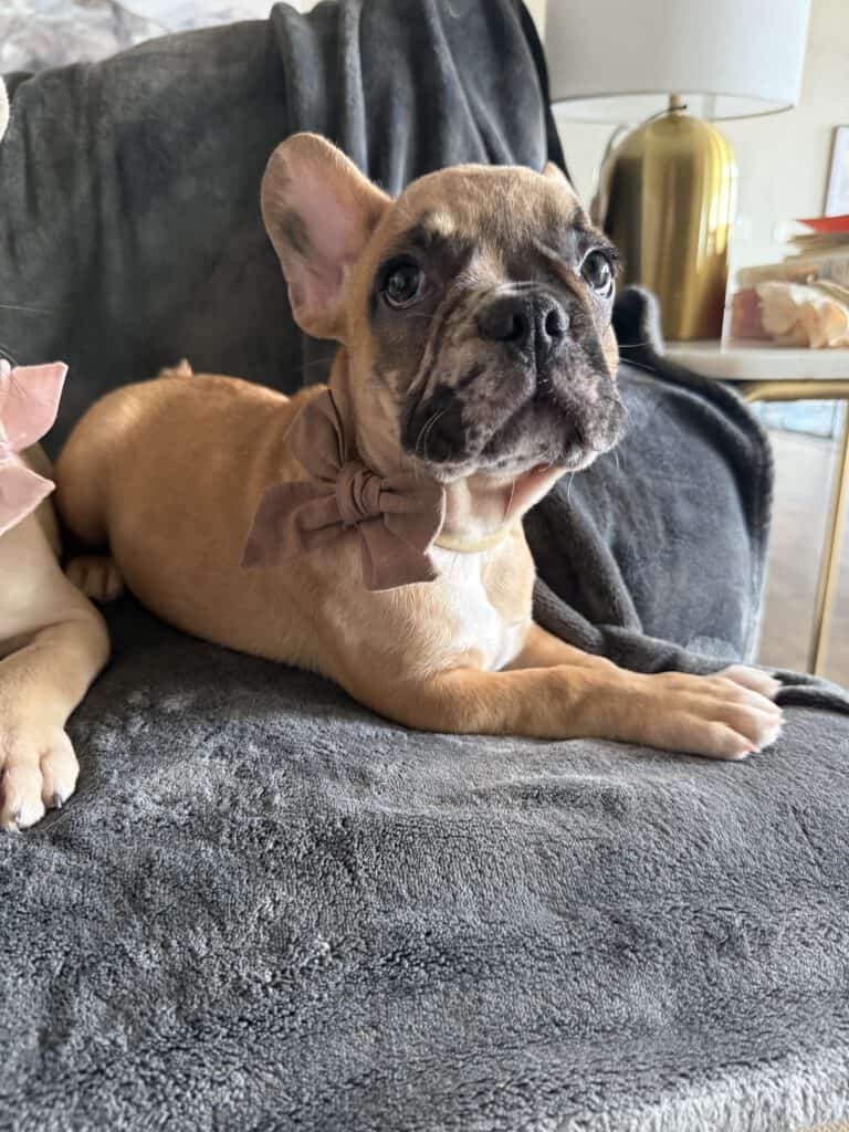 Vinny | Fawn Merle French Bulldog Male | Available Now