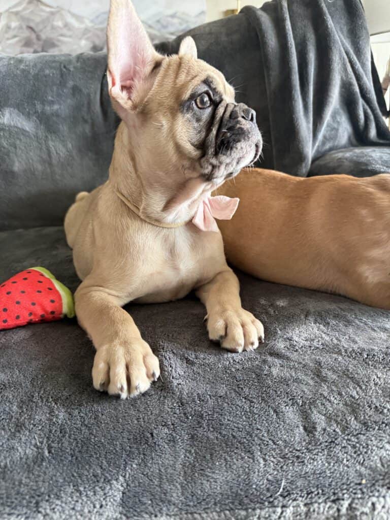 Vesper | Fawn Merle French Bulldog Male | Available Now