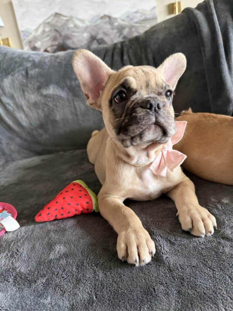 Vesper | Fawn Merle French Bulldog Male | Available Now