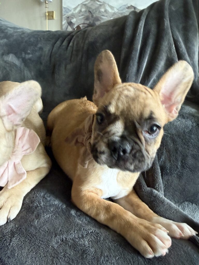 Vinny | Fawn Merle French Bulldog Male | Available Now