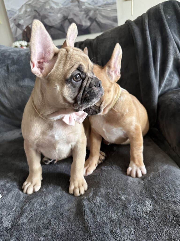 Vesper | Fawn Merle French Bulldog Male | Available Now