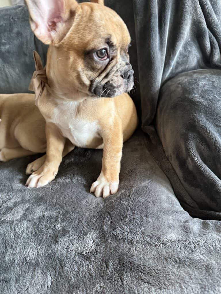 Vinny | Fawn Merle French Bulldog Male | Available Now