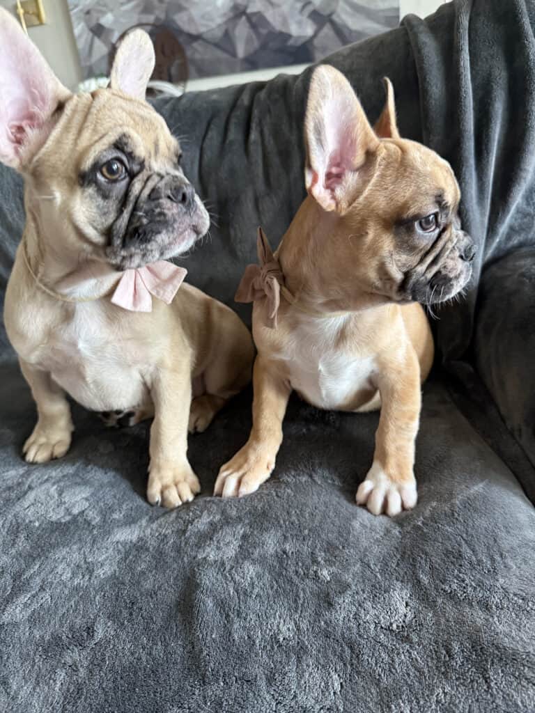 Vinny | Fawn Merle French Bulldog Male | Available Now