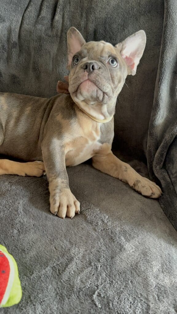 Vito | Blue Fawn Merle French Bulldog Male | Available Now