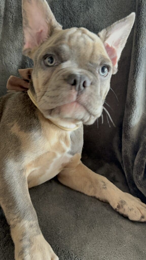 Vito | Blue Fawn Merle French Bulldog Male | Available Now