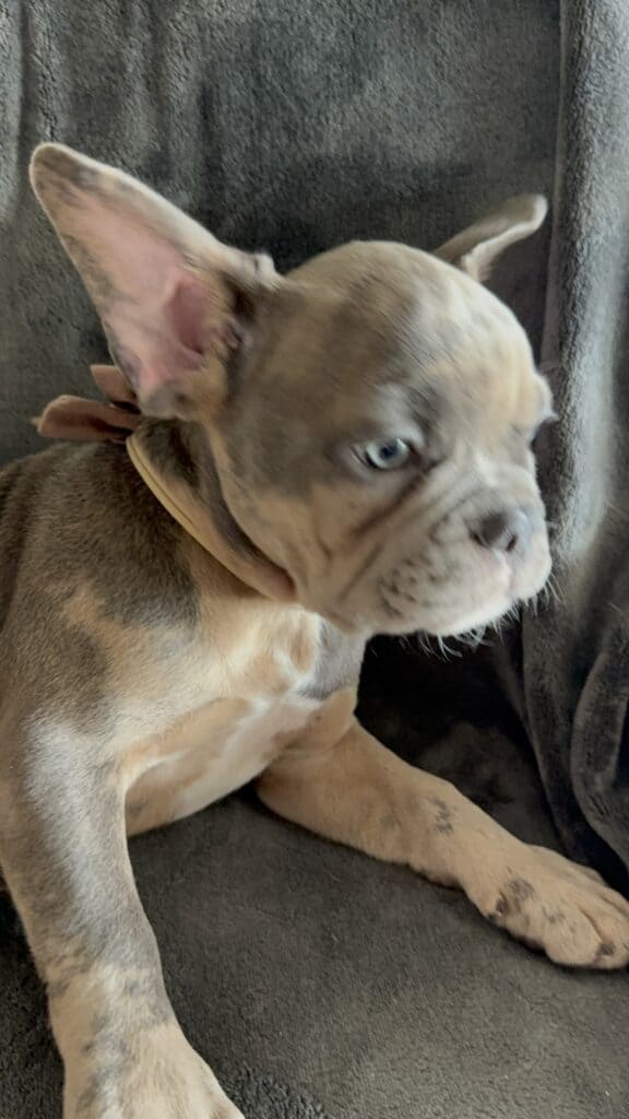 Vito | Blue Fawn Merle French Bulldog Male | Available Now