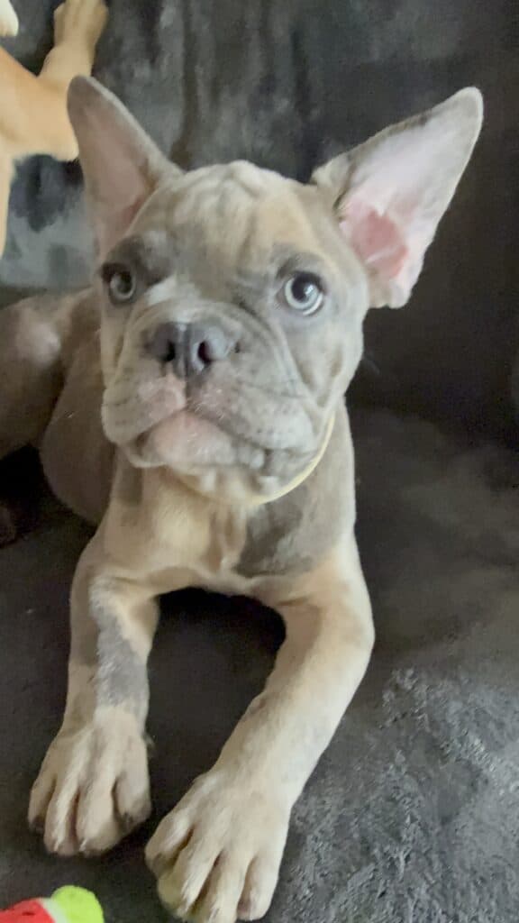 Vito | Blue Fawn Merle French Bulldog Male | Available Now