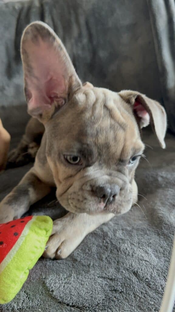 Vito | Blue Fawn Merle French Bulldog Male | Available Now
