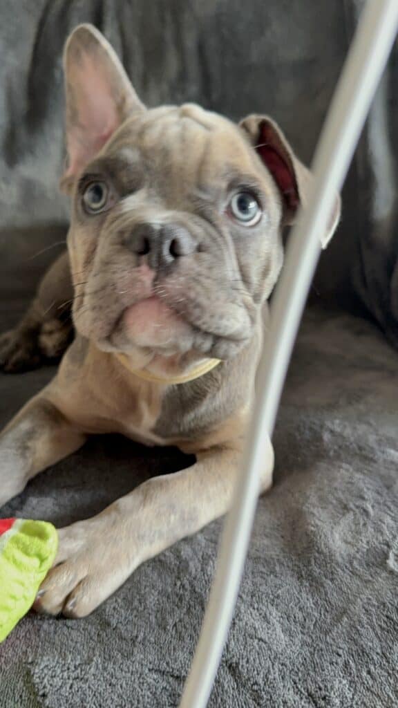 Vito | Blue Fawn Merle French Bulldog Male | Available Now