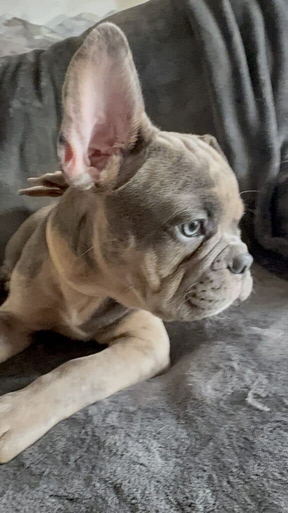 Vito | Blue Fawn Merle French Bulldog Male | Available Now