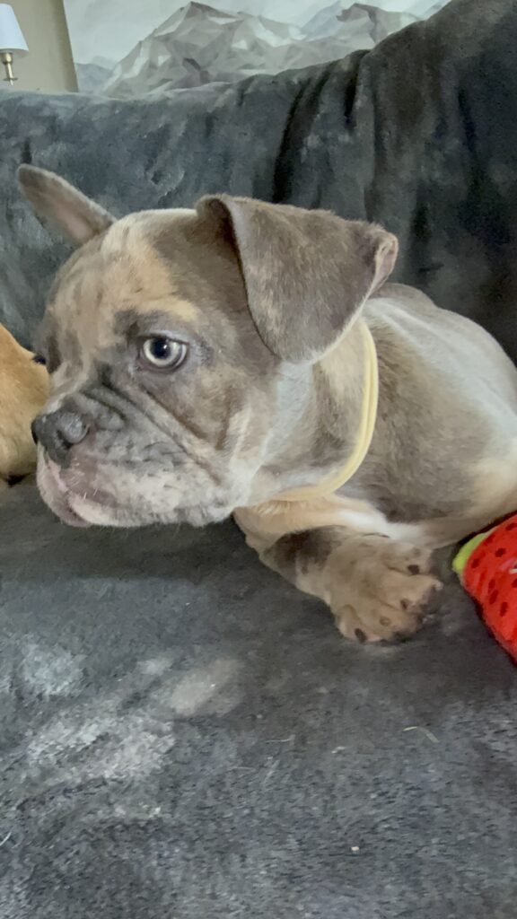 Vito | Blue Fawn Merle French Bulldog Male | Available Now