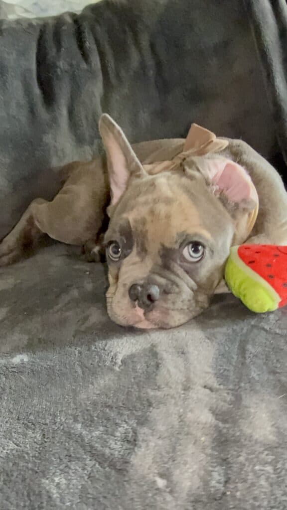 Vito | Blue Fawn Merle French Bulldog Male | Available Now