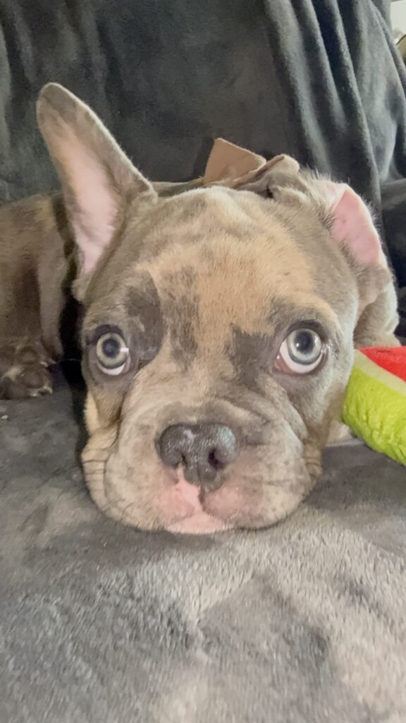 Vito | Blue Fawn Merle French Bulldog Male | Available Now