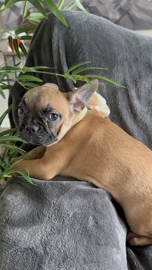 Vixie | Sable French Bulldog Female | Available Now