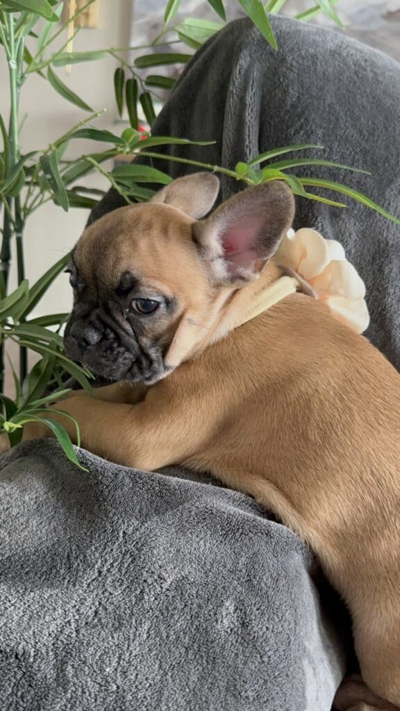 Vixie | Sable French Bulldog Female | Available Now