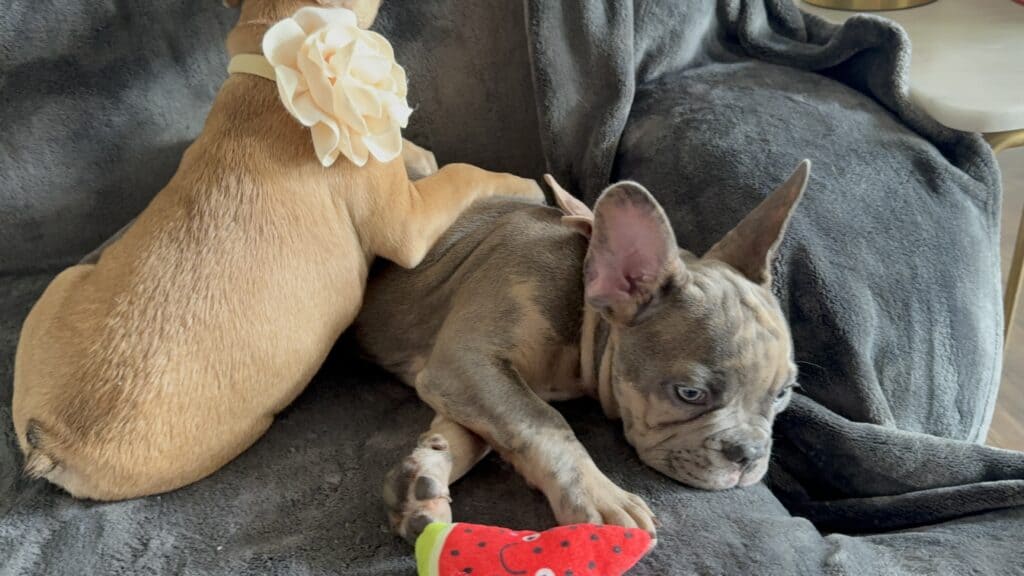 Vito | Blue Fawn Merle French Bulldog Male | Available Now