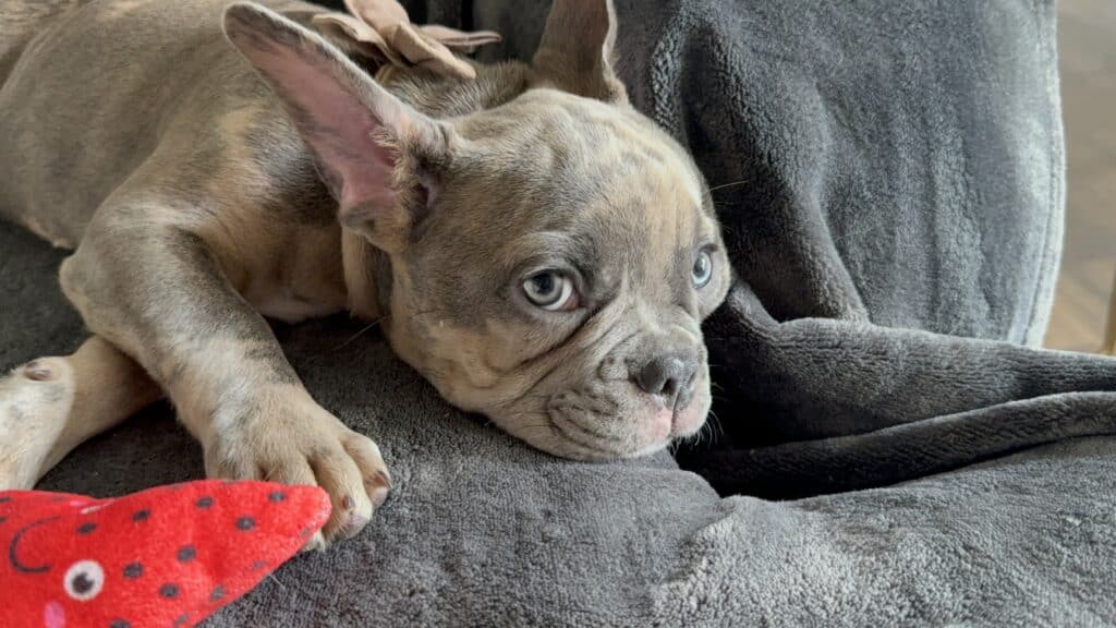 Vito | Blue Fawn Merle French Bulldog Male | Available Now