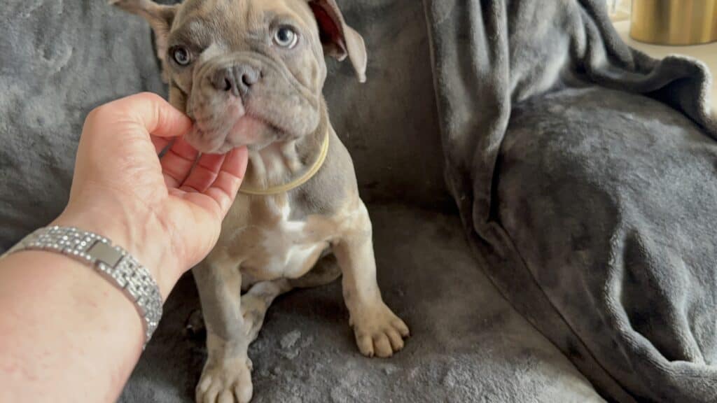 Vito | Blue Fawn Merle French Bulldog Male | Available Now
