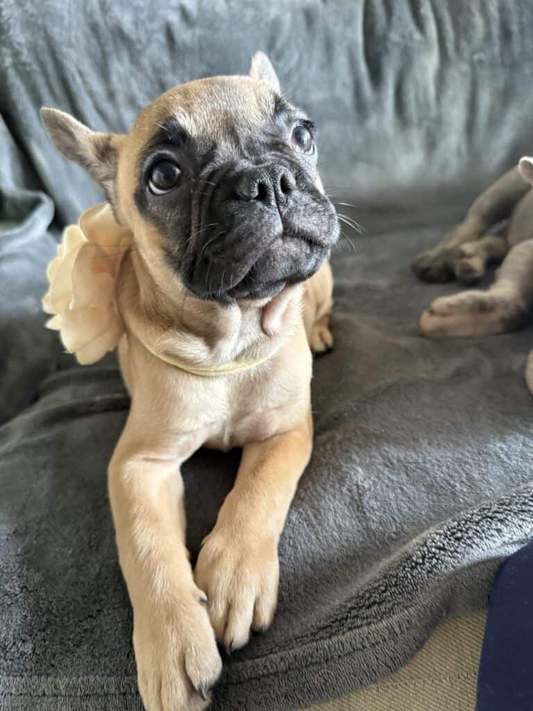 Vixie | Sable French Bulldog Female | Available Now