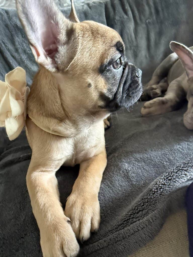 Vixie | Sable French Bulldog Female | Available Now