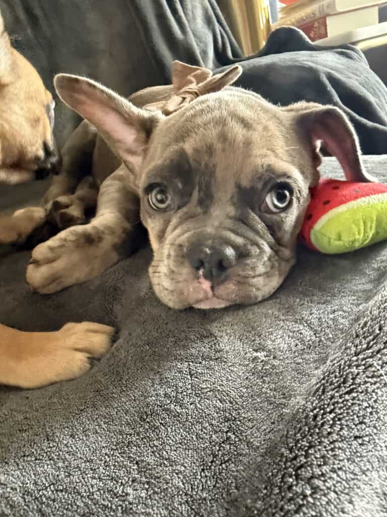 Vito | Blue Fawn Merle French Bulldog Male | Available Now