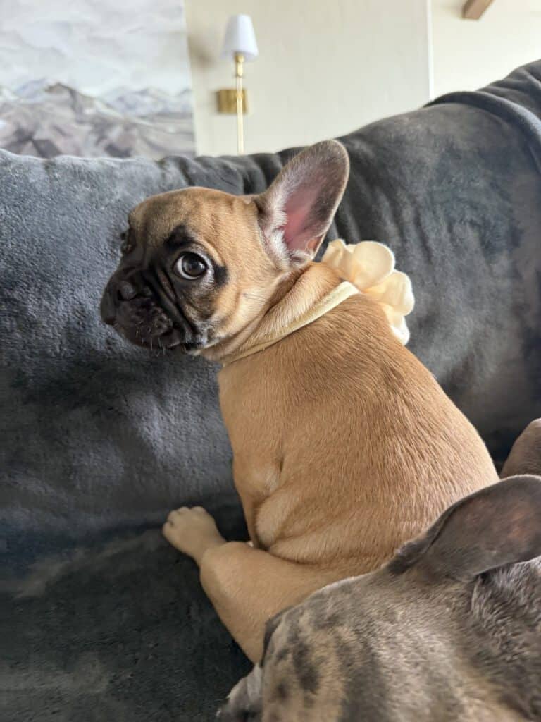 Vixie | Sable French Bulldog Female | Available Now