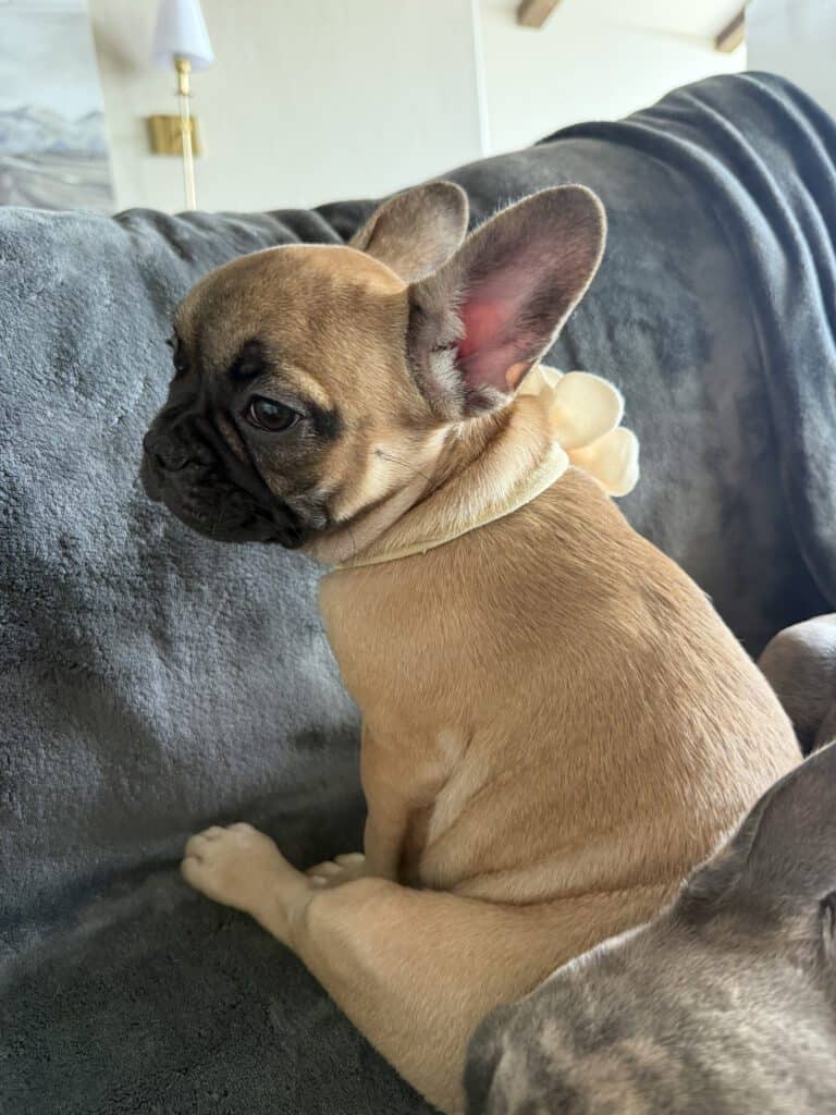 Vixie | Sable French Bulldog Female | Available Now