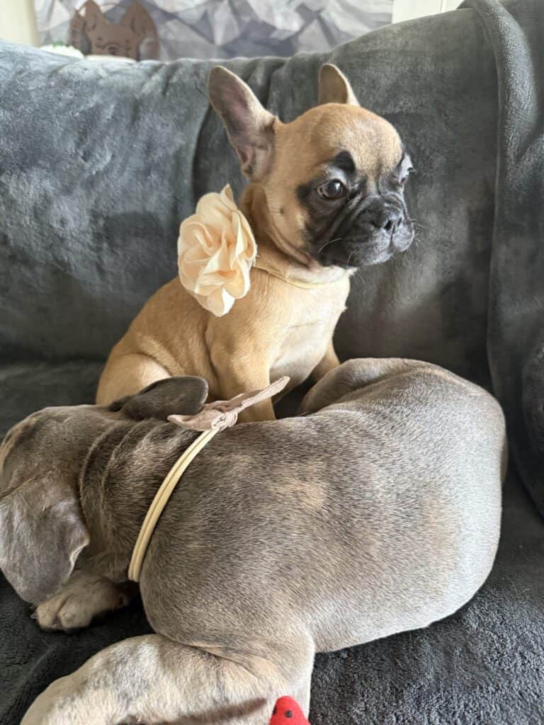 Vixie | Sable French Bulldog Female | Available Now