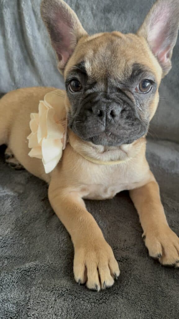 Vixie | Sable French Bulldog Female | Available Now