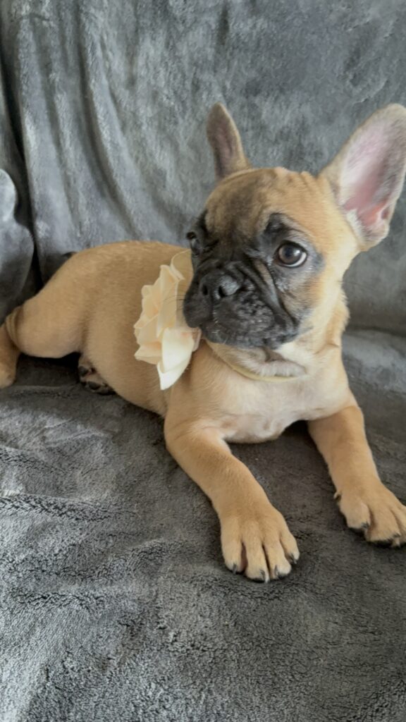 Vixie | Sable French Bulldog Female | Available Now